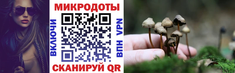 где найти блэк спрут вход Галлюциногенные грибы Psilocybe Перевоз